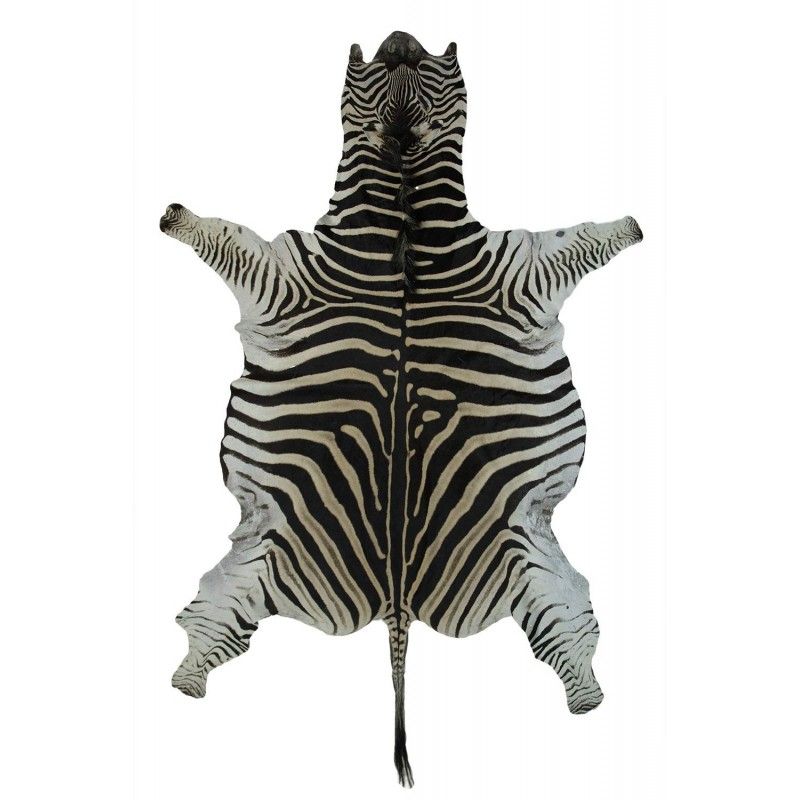 Naturlicher Afrikanischer Zebrafell Teppich Mit Einer Grosse Von